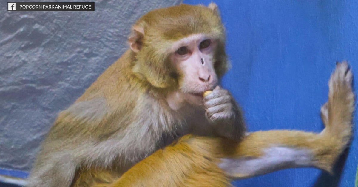 New Jersey animal rescue takes in escaped lab monkey