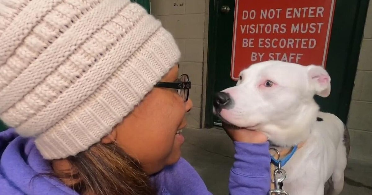 Yolo County Animal Shelter raising money to provide free spayed, neutering for pets