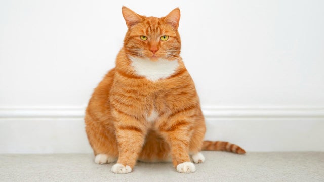 cbsn-fusion-could-weight-loss-drugs-be-used-to-treat-obese-pets-thumbnail.jpg 