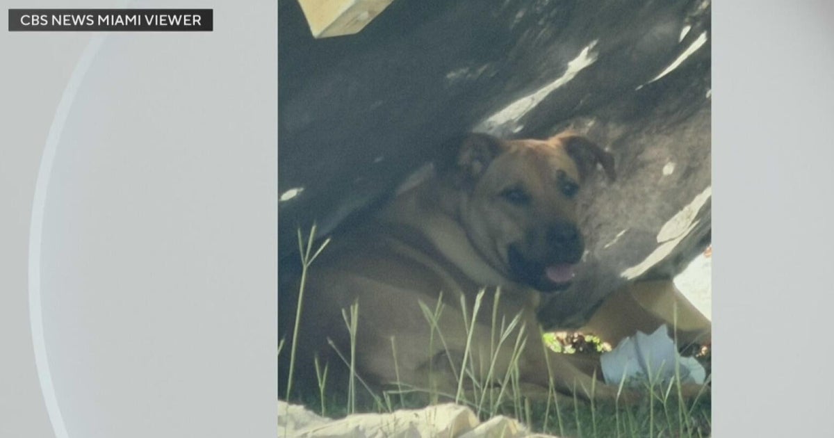 Pet owners abandoning animals in Redland taken care of by neighbor