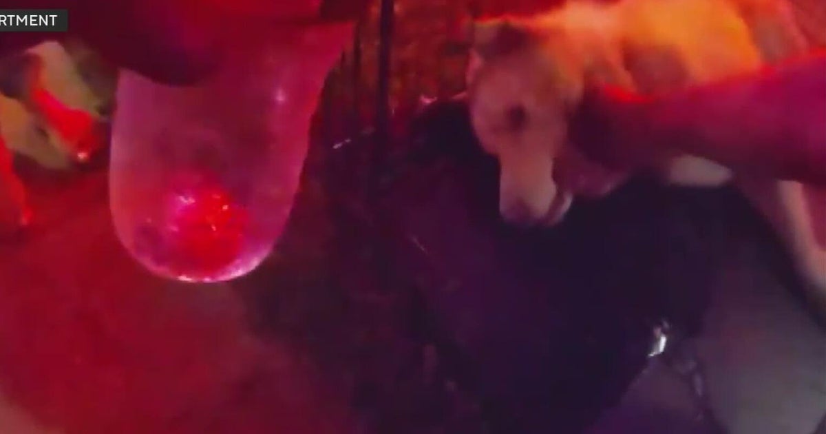 Florida police rescue husky trapped inside kennel in burning home