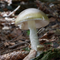 California warns against foraging mushrooms after cluster of poisonings, 1 death