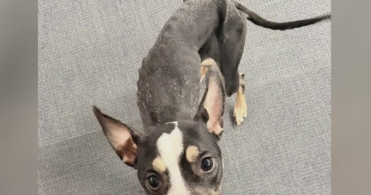 Emaciated dog found in West Park on Pittsburgh's North Side - CBS ...