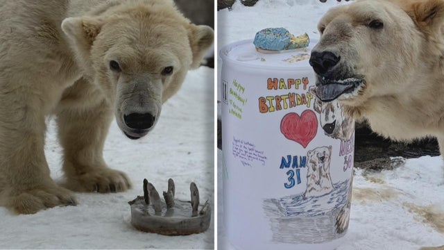 como-zoo-polar-bear-birthdays.jpg 