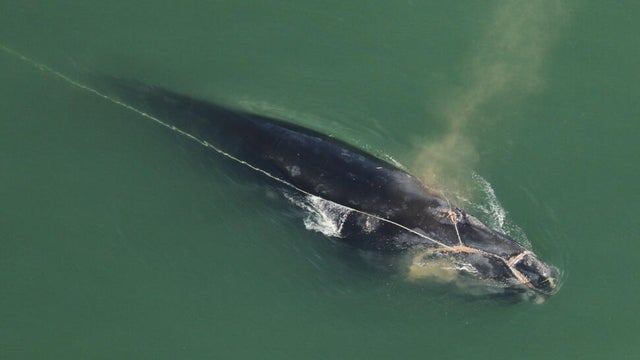 fishing-line-whale.jpg 