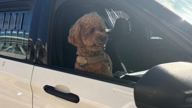 San Mateo kidnapped poodle returned 
