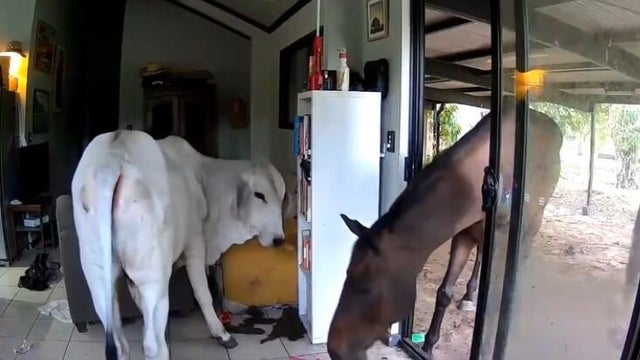 australia-horse-bull-dogs.jpg 