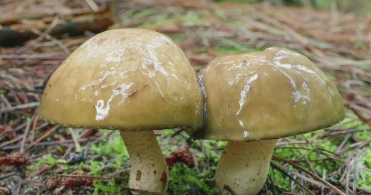 California officials warn against eating foraged mushrooms after cluster of poisonings
