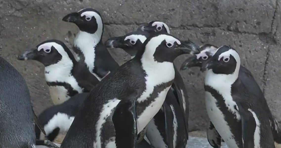 The Dallas Zoo Lights with South African penguins