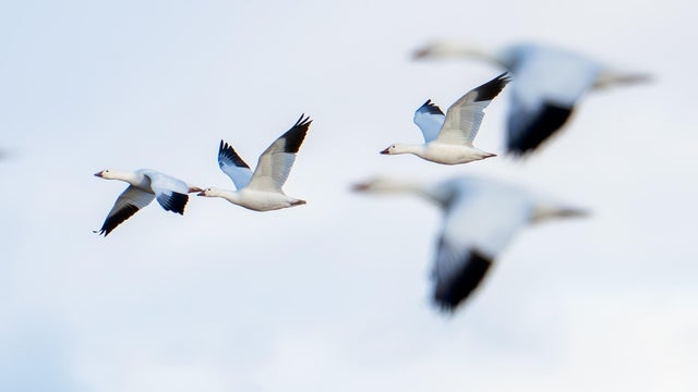 Birds Of Bosque Del Apache National Wildlife Refuge 