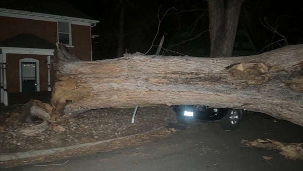 tree-fall.jpg