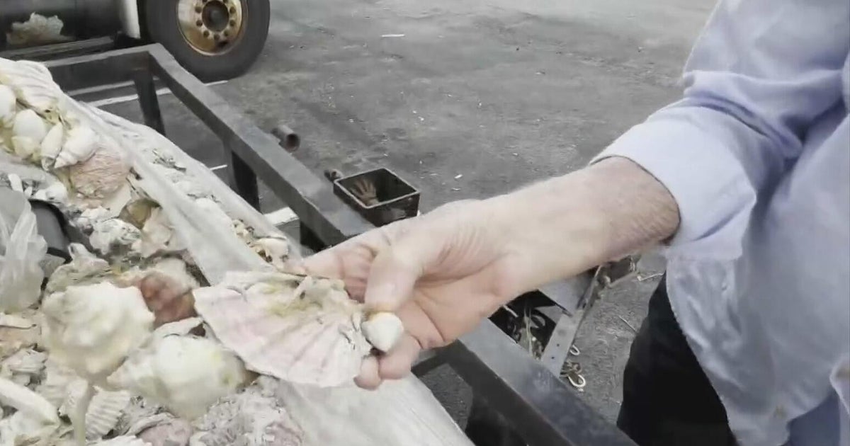 Beloved Miami Beach seashell menorah retired after 20 years due to deterioration