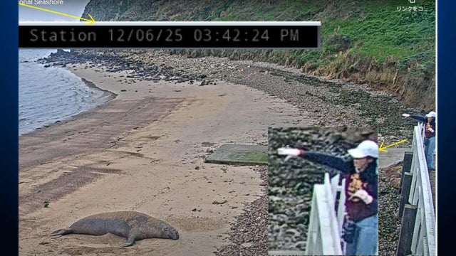 A woman throwing rocks at an elephant seal that is resting on the beach 