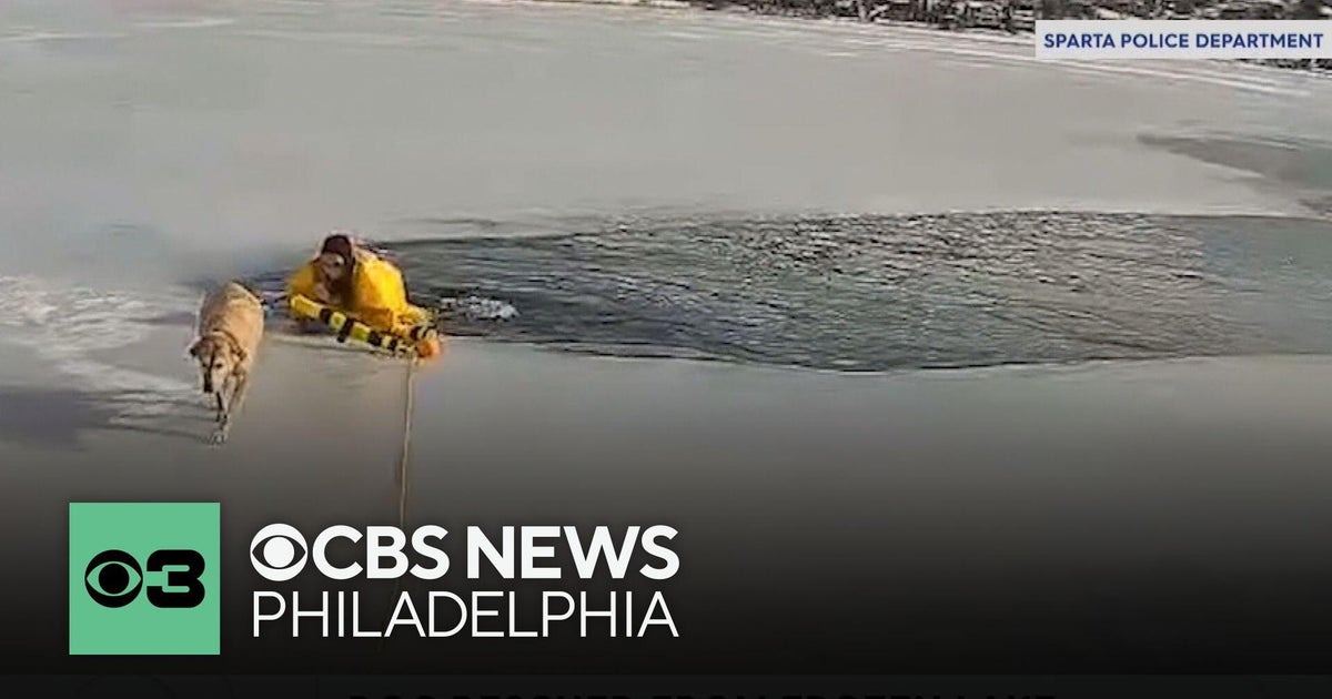 Video shows New Jersey police officer rescuing dog from icy water - CBS ...