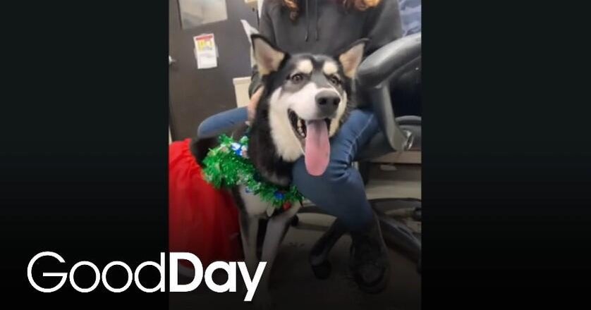 This adorable puppy is looking for her forever home | Pet of the Week - CBS News