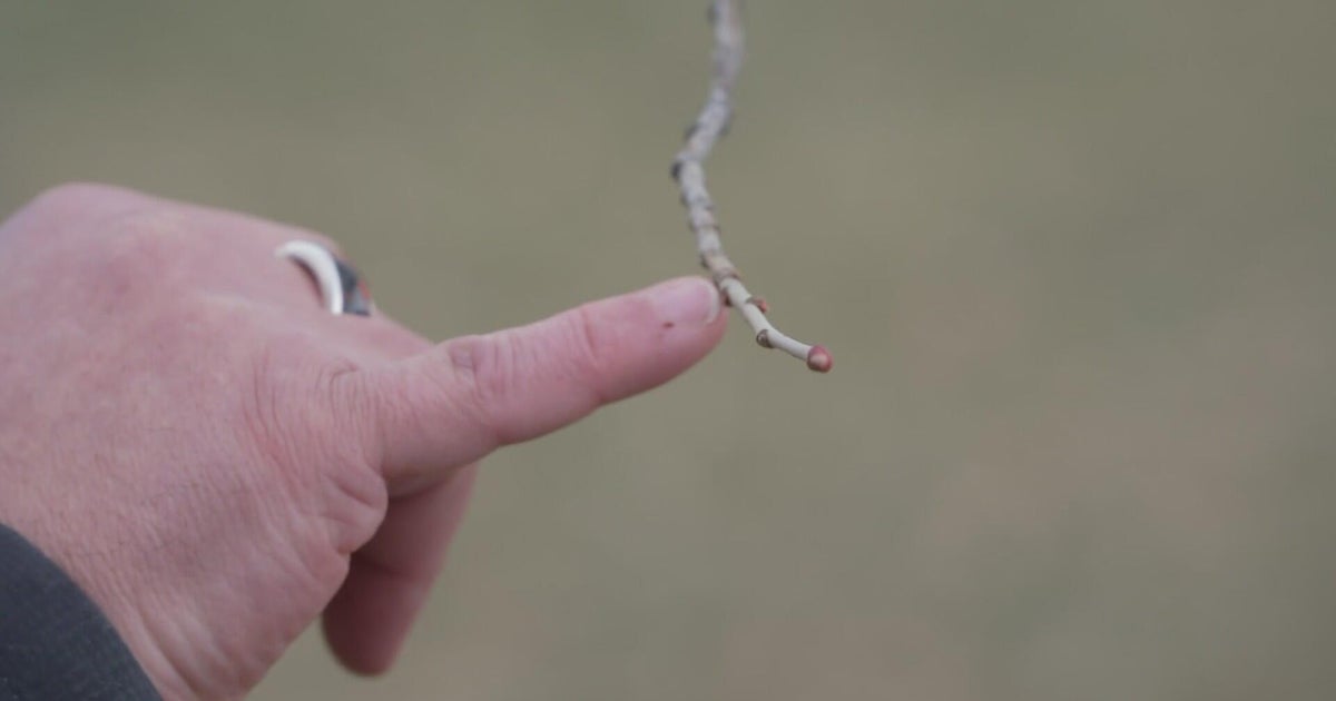 False Spring? Warm December temps coax many Colorado trees into early ...