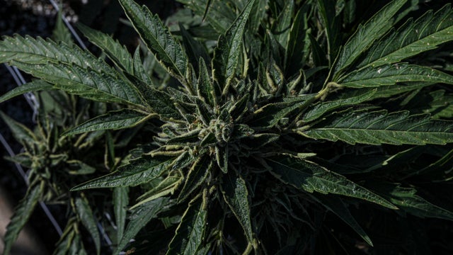 Legal recreational cannabis dispensary in Erfurt 