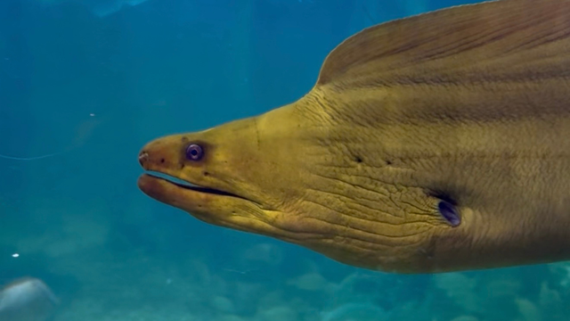 Children's Aquarium Dallas 