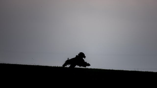 FCI World Championship in Greyhound Coursing in Czech Republic 