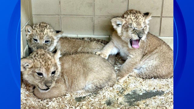 lion-cubs-slider.jpg 