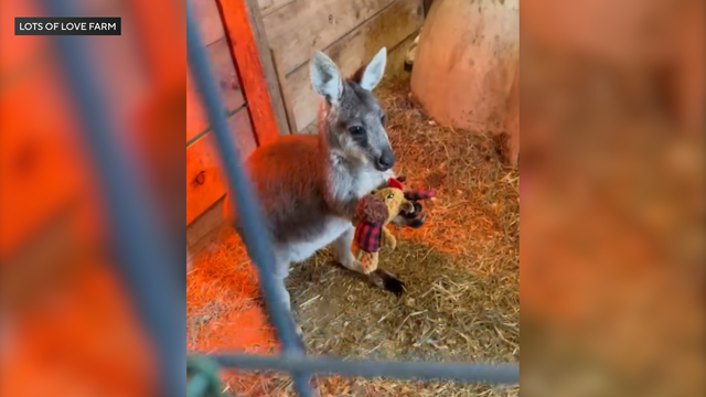 Rex the wallaby missing from Lots of Love Farm in New Jersey 