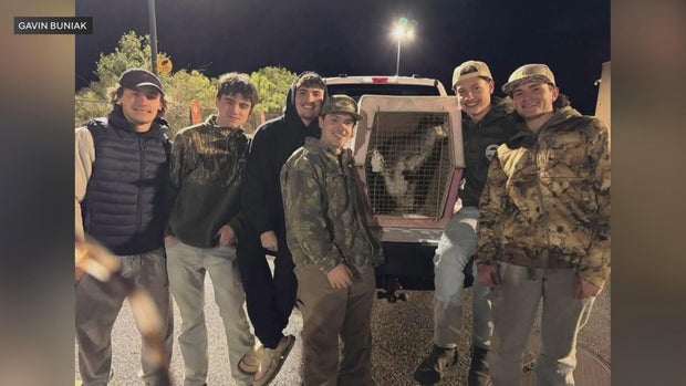 Wallaby named Rex found and returned after escaping from New Jersey animal farm