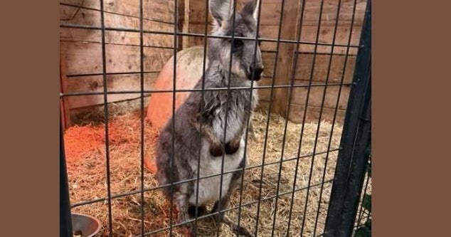 Wallaby named "Rex" found after escaping New Jersey animal farm