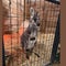 "Rex" the wallaby found and returned after escaping New Jersey animal farm