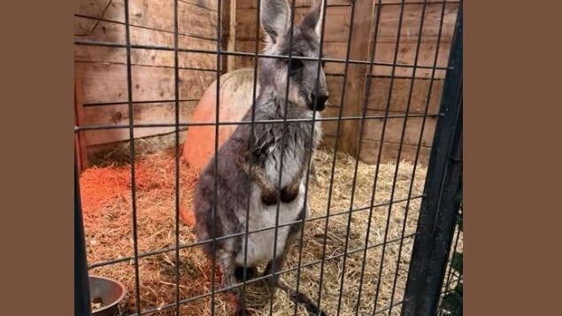 Rex the wallaby missing from Lots of Love Farm in New Jersey 