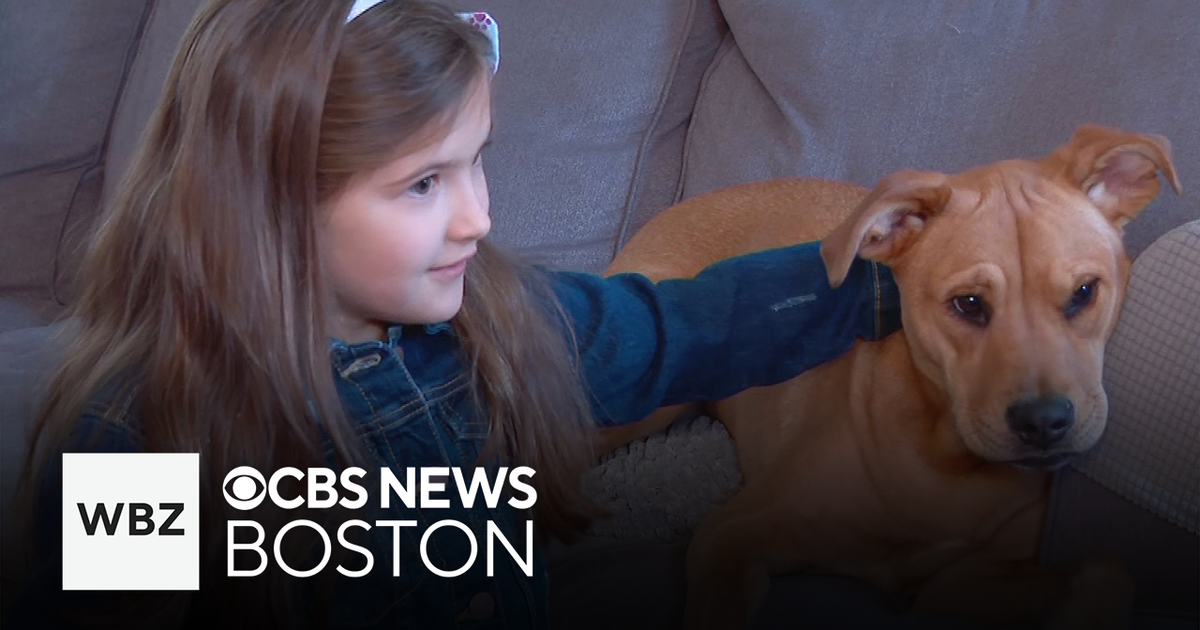 7-year-old Tewksbury girl helps 11 dogs find forever homes