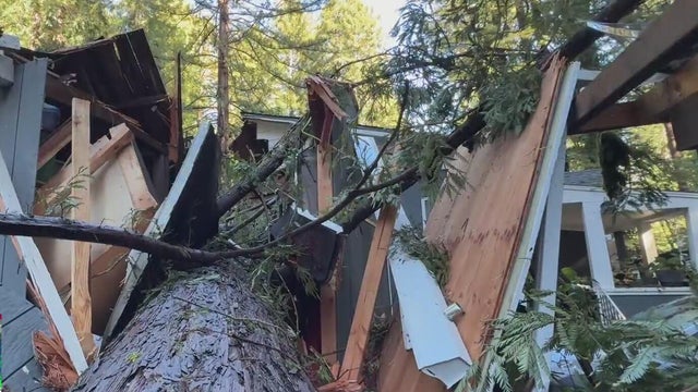 A downed redwood tree crushing part of a home 