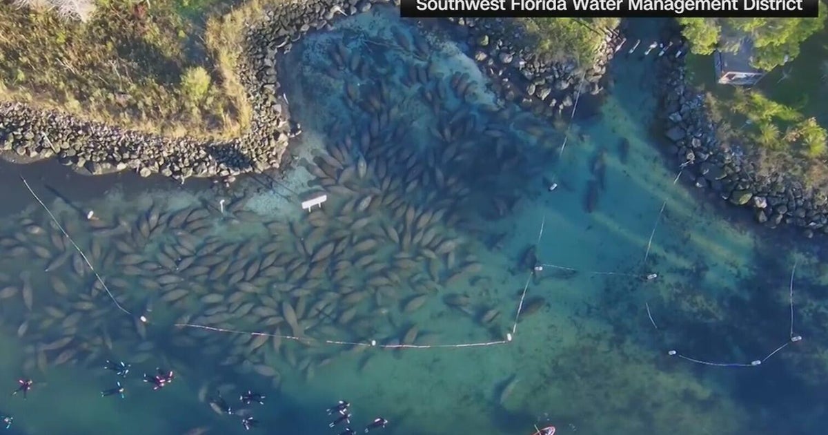 Manatees form cuddle puddle when temperatures drop in Florida