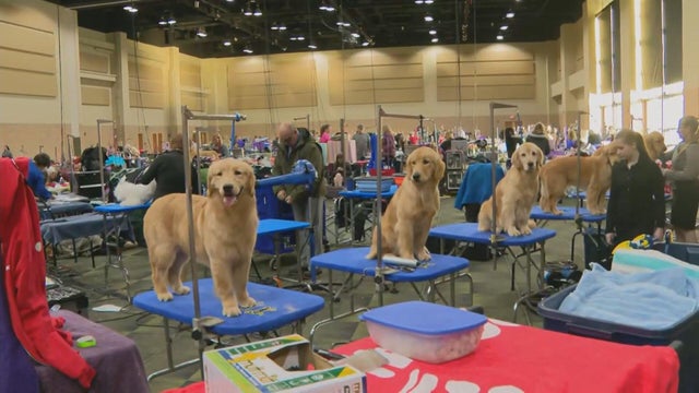 dog-show.jpg 