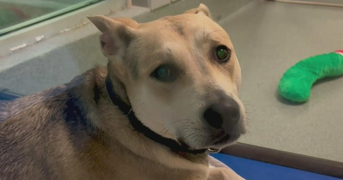 Florida animal abuse database now online