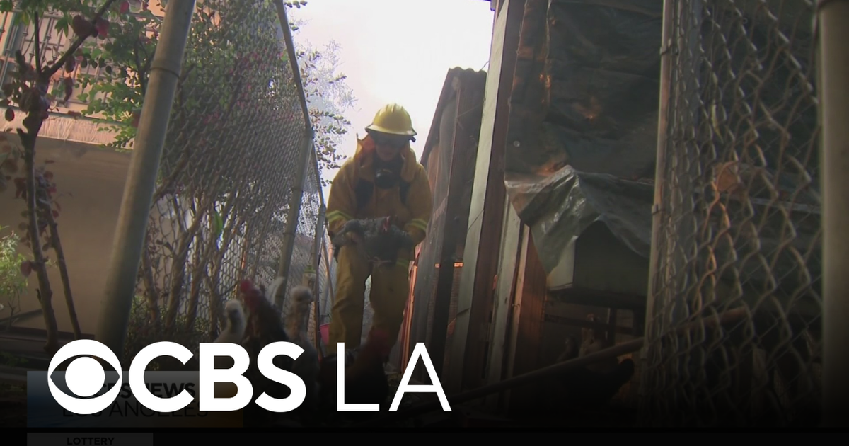 CBS LA team reunites with homeowner nearly a year after saving her chickens during Eaton Fire