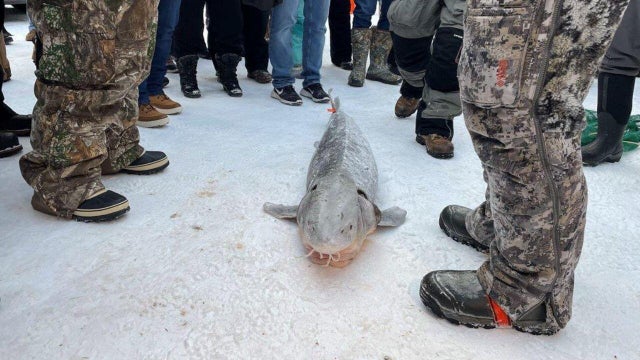 2025-michigan-sturgeon.jpg 