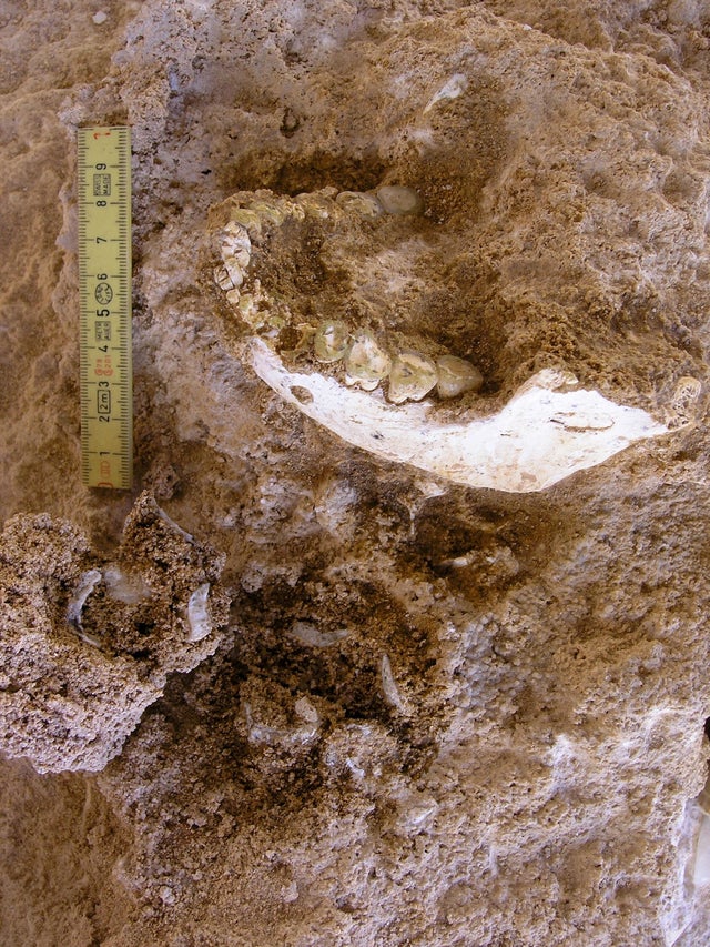 The mandible of an archaic human is seen during excavations at a cave called Grotte a Hominides in Casablanca 