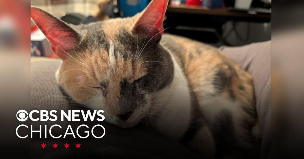 Suburban family reunited with missing cats following car crash in Indiana
