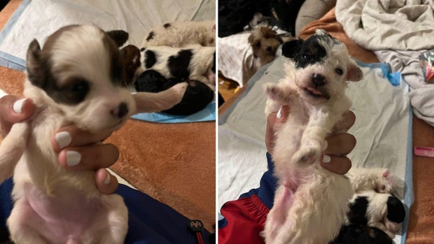 Stolen Puppies Sold in Maryland