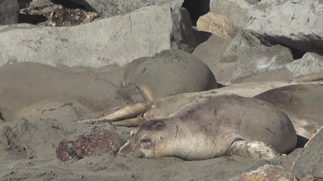 An elephant seals resting on the beach 