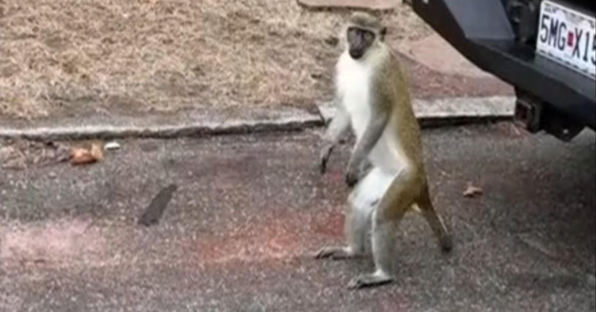 Monkeys on the loose in St. Louis, officials say they'll waive charges for info leading to capture