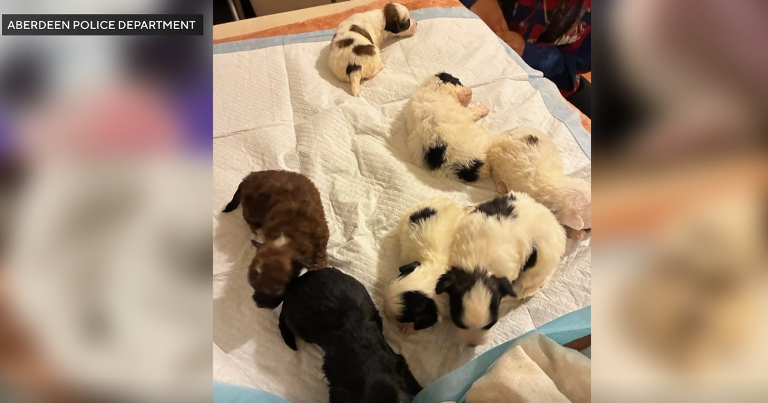 Alleged Maryland puppy thief pretended to show interest before stealing and selling them, documents say