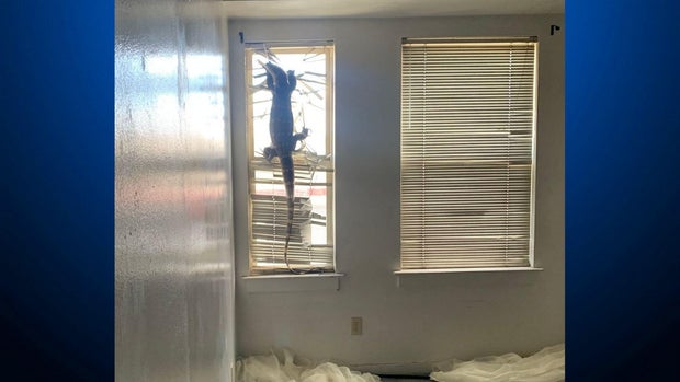 A large lizard hangs from a window's curtains 