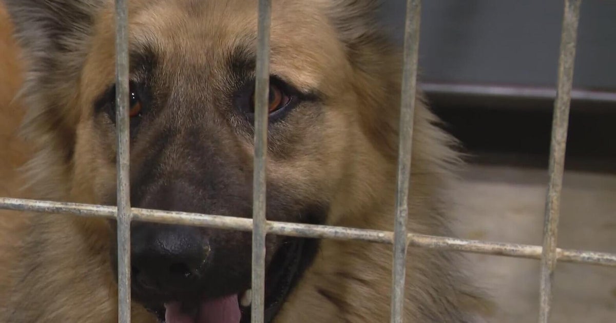 Dogs rescued from East Texas ranch recovering at SPCA - CBS Texas