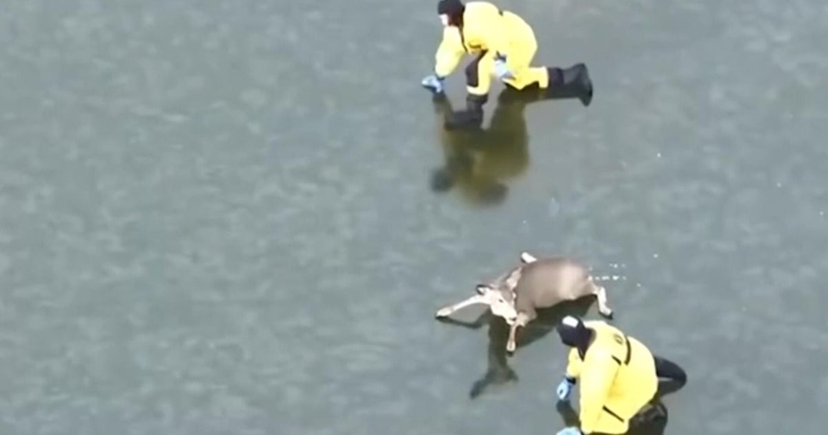 People help deer stuck on ice and more videos of good Samaritans helping others
