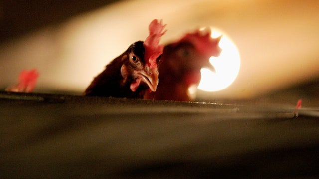 Poultry Farmer Raises Battery Chickens Amid Bird Flu Scare 