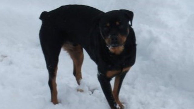 Melissa Rocuba's dog Zeus 