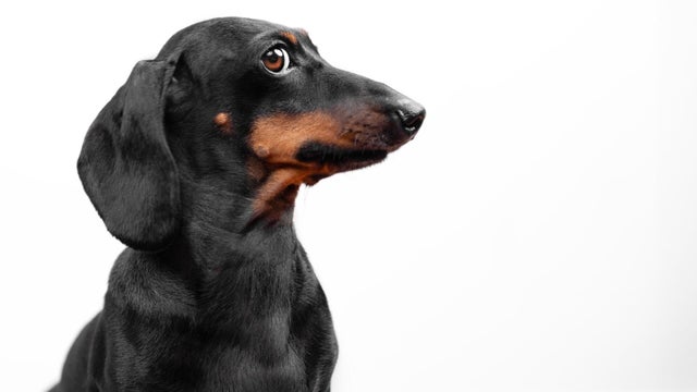 Profile of cunning dog playfully looking to side, spying, watching Tricky glance 