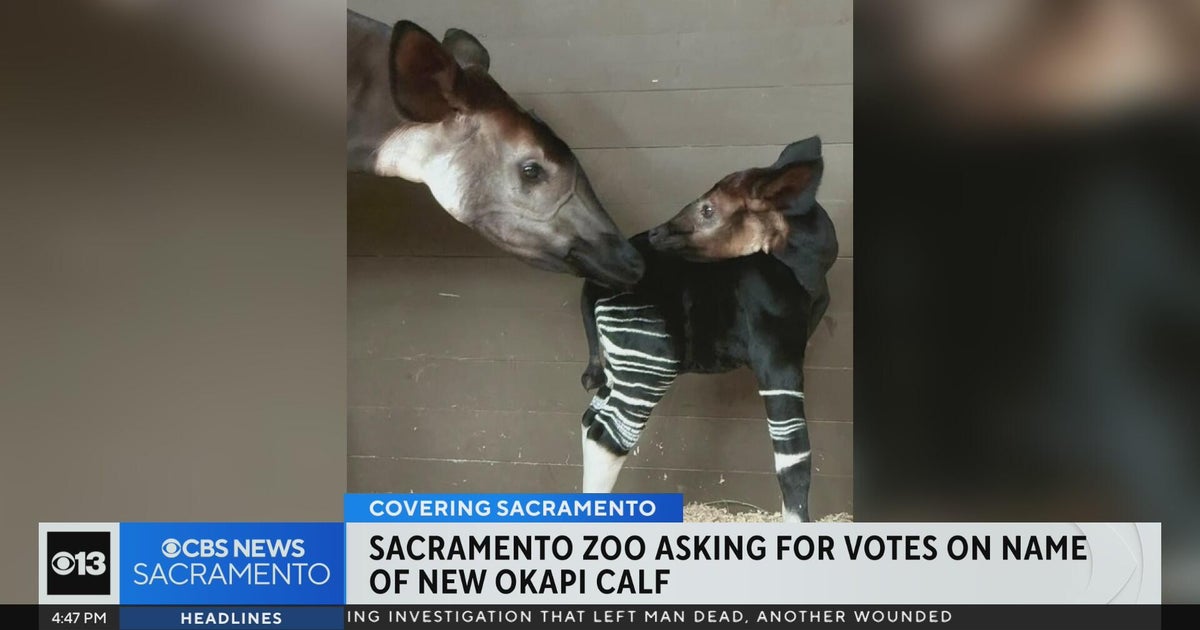 Sacramento Zoo asks for votes on name of new okapi calf
