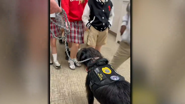 Therapy dogs provide comfort to survivors of Nashville school shooting 